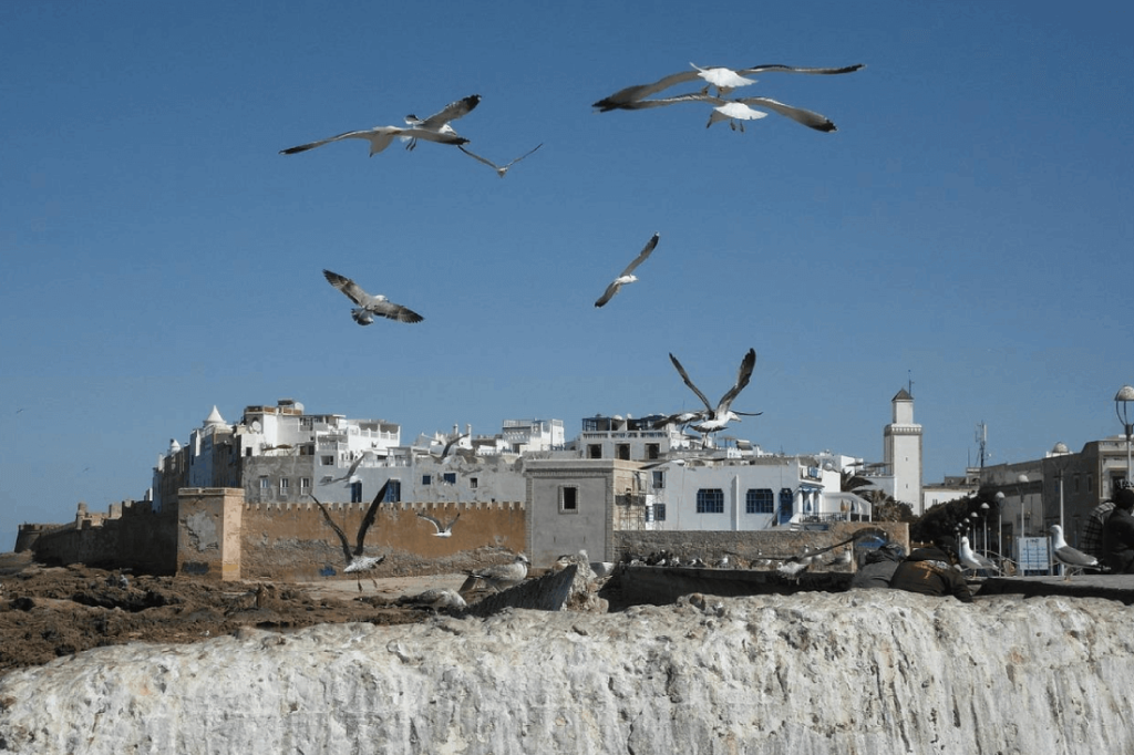 réservation excursion Essaouira JB Conciergerie