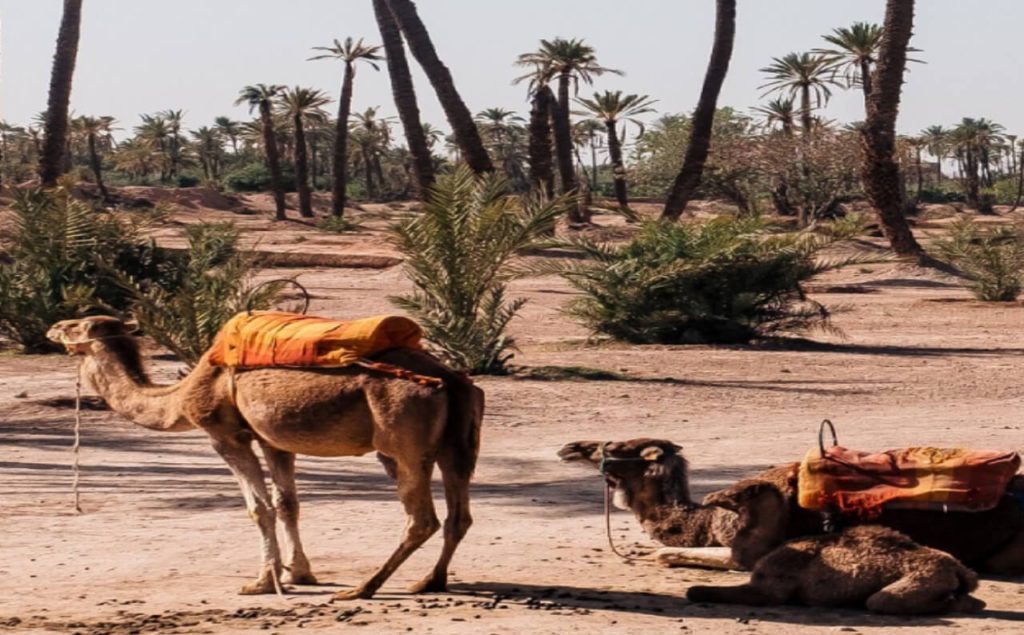 reserver-balade-dromadaire-marrakech